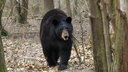 Un ours noir dans un sous-bois du zoo de Thoiry (Yvelines), le 5 février 2006. (PIERRE VERNAY / BIOSPHOTO / AFP)