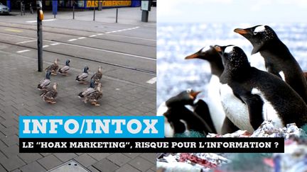 Des canards trop mignons et discipilinés ?&nbsp; Et des pingouins qui vivent sur une banquise en plastique ? Non, des vidéos graphiquement modifiées pour faire passer un message... (FRANCE 24)