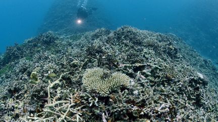 Des coraux blanchis en raison du réchauffement climatique au large de l'île Taketomi (Japon), le 23 avril 2017. (MANABU KATO / YOMIURI / AFP)