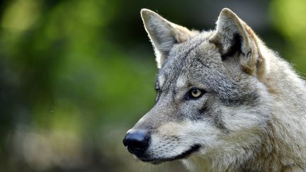 Un loup gris d'Europe  au parc animalier de Sainte-Croix, à Rhodes en Moselle, le 2 octobre 2021. (ALEXANDRE MARCHI / MAXPPP)