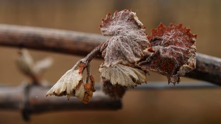 Image prise le 17 avril 2021 d'un pied de vigne endommagé par le gel à Montagnac dans l'Hérault. Les agriculteurs et les vignerons ont subi d'importants dégâts dans leurs cultures.&nbsp; (SYLVAIN THOMAS / POOL / AFP)