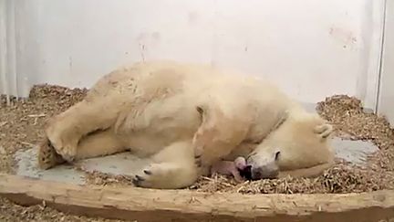 La mère ourse Tonja, âgée de 8 ans, couve son petit dernier dans le zoo allemand de Tierpark à Berlin, le 8 décembre 2017 (TIERPARK BERLIN / AFP)