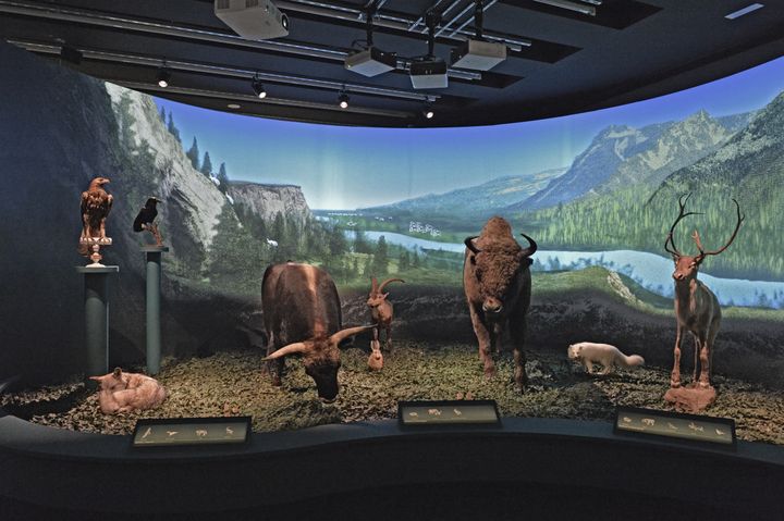 Bison, aigle royal, renard polaire... Le Musée de l'homme représente des animaux contemporains de Néandertal, le 27 mars 2018. (MNHN / JC DOMENECH)