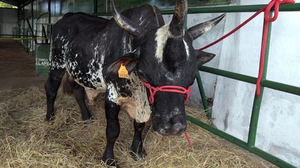 Un taureau &agrave; trois cornes est expos&eacute; &agrave; la foire agricole de Managua (Nicaragua), le 9 d&eacute;cembre 2013. (OSWALDO RIVAS / REUTERS)