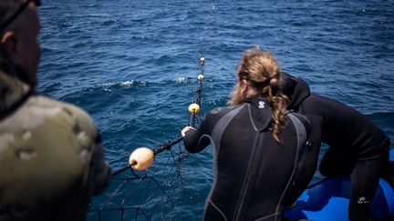 Mais pour Walter Bernardis, ancien professeur reconvertit en guide touristique, pionnier des plongées avec les requins, ces filets anti-prédateurs" sont les mailles de la mort. Tout ce qui passe la tête dedans va mourir", déclare-t-il à l’AFP.&nbsp; &nbsp; (MICHELE SPATARI / AFP)