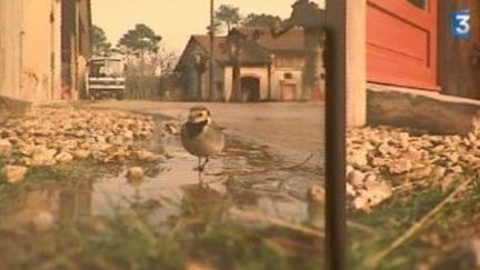 Jean-Luc Mylaine, un drôle d&#039;oiseau s&#039;expose au Frac Auvergne
 (Culturebox)