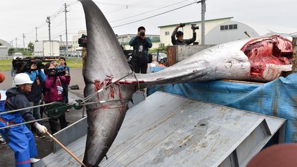 6media chasse-baleines-japon