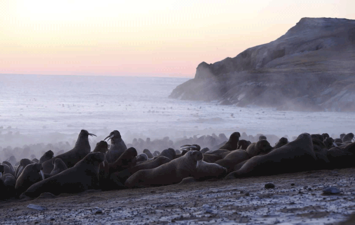 Faute de morceau de glace pour se reposer en mer, ils s'agglutinent sur terre. (JEAN-FRANCOIS LAGROT / GEO)