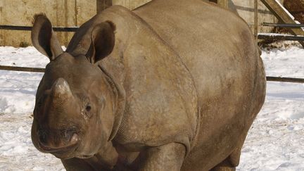 L'un des rhinoc&eacute;ros du zoo de Whipsnade (Royaume-Uni),&nbsp;le 7 janvier 2010. (MAX NASH / AFP)