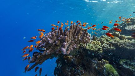 Des poissons tropicaux nagent à proximité de coraux dans les eaux de Viti Levu (Fidji), le 5 novembre 2024. (MICHAEL NOLAN / ROBERT HARDING RF / AFP)