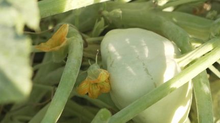 Gastronomie : le pâtisson, un légume inconnu du potager