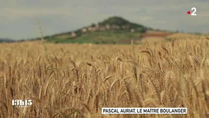 VIDEO. "La vérité sort du grain de blé" : le maître boulanger Pascal Auriat qui utilise une farine locale deux à trois fois plus chère que celle de la filière industrielle