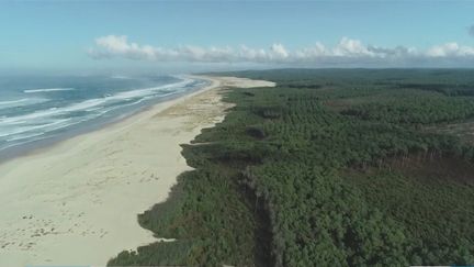 Fenêtre sur la côte Aquitaine entre dune et forêt