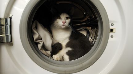 Un chat europ&eacute;en dans le tambour d'une machine &agrave; laver (photo d'illustration). (SÉBASTIEN HERENT / BIOSPHOTO / AFP)