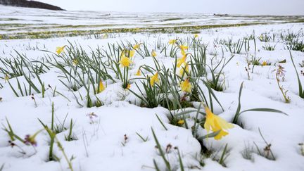 Des fleurs émergent de la neige sur le plateau de l'Aubrac (Lozère), le 1er mai 2017. (MOIRENC CAMILLE / HEMIS.FR / AFP)