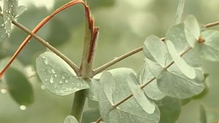 Var et Alpes-Maritimes : le vol d'eucalyptus, un fléau pour les producteurs