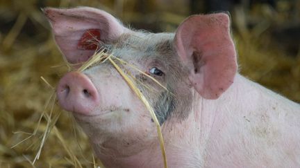 Dans une ferme de Pillichsdorf,&nbsp;en Autriche, le 26 ao&ucirc;t 2014.&nbsp; (JOE KLAMAR / AFP)