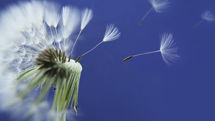 Pissenlit pollen (DIMITRI VERVITSIOTIS / DIGITAL VISION /GETTY)