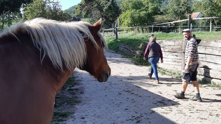 Le cheval de trait des Zusslin, Sésame, incommode les voisins avec son crottin et ses hennissements (photo du 19 septembre 2019). (PATRICK GENTHON / RADIO FRANCE)