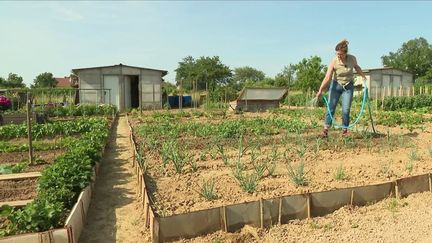 Jardinage : le potager permet de réaliser des économies