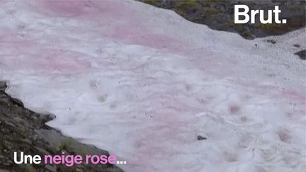 Cette magnifique neige rose dans les Alpes italiennes, c'est pourtant ce qui menace le glacier Presena. Voilà comment "les neiges de pastèque" accélèrent la fonte des glaces.