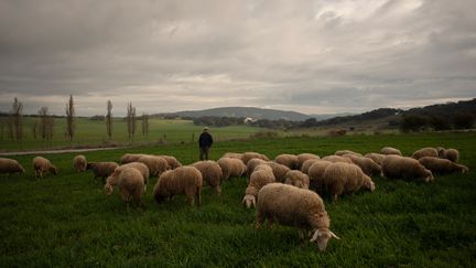 Un élevage de mouton à Montejaque en Andalousie. (Photo d'illustration). (JORGE GUERRERO / AFP)