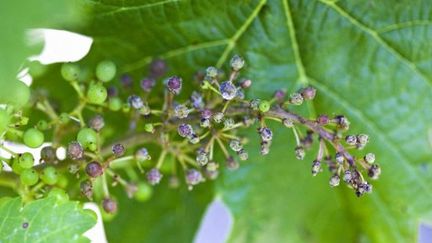 Du mildiou sur une grappe de raisin. (PHILIPPE ROY / PHILIPPE ROY)