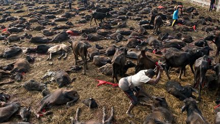 Abattage massif de buffles &agrave; l'occasion du festival hindou de&nbsp;Gadhimai &agrave; Bariyapur (N&eacute;pal), le 28 novembre 2014. (ROBERTO SCHMIDT / AFP)