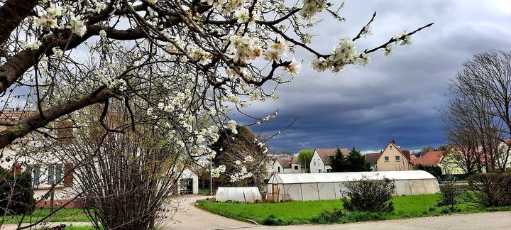 Le village de&nbsp;Mittelschaeffolsheim est situé à quelques kilomètres de Strasbourg,&nbsp;dans le Bas-Rhin. (BENJAMIN ILLY / FRANCE-INFO)