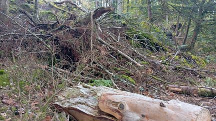 Dans certaines forêts bretonnes, jusqu'à 80% des arbres ont été déracinés ou couchés par la tempête Ciaran. (GUILLAUME FARRIOL - FRANCEINFO - RADIO FRANCE)