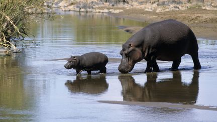 &nbsp; (Hippopotames en Afrique du Sud  © Maxppp)