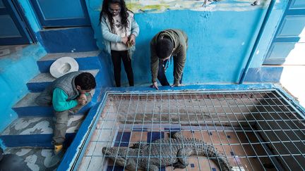 A Gharb Soheil, petit village situé sur les rives du Nil, à 900 km au sud du Caire, les habitants élèvent des crocodiles, comme le veut la tradition. Grâce au tourisme, cet élevage génère des revenus qui leur profitent.&nbsp;&nbsp; (KHALED DESOUKI/AFP)