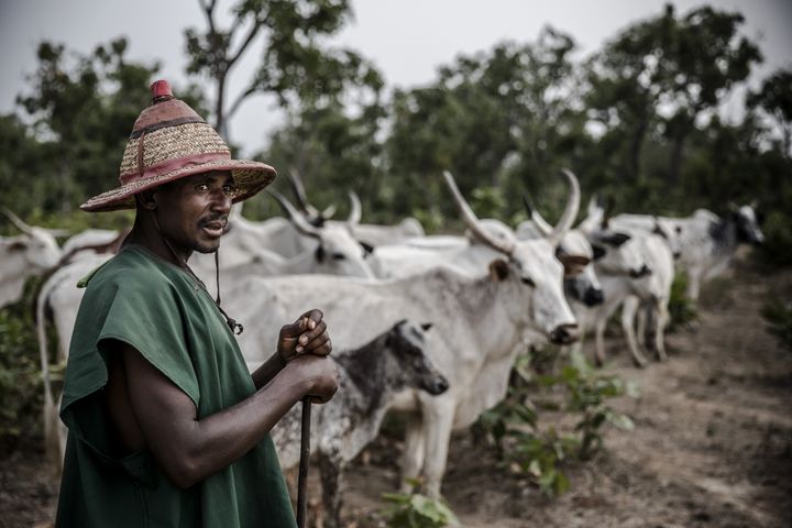 Un éleveur fulani avec son troupeau en avril 2019. (LUIS TATO / AFP)