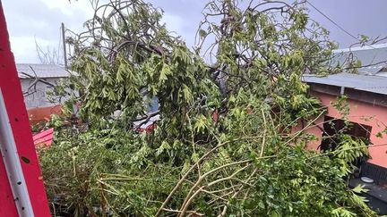 De la végétation endommagée à Mayotte le 14 décembre 2024 après le passage du cyclone Chido. (MAYOTTE LA 1ERE)