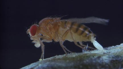 Une mouche &agrave; fruit pond un &oelig;uf. (OXFORD SCIENTIFIC / PHOTOLIBRARY RM / GETTY IMAGES)