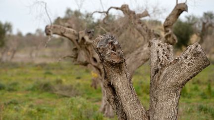 Des oliviers infectés par la bactérie "Xylella fastidosia", en Italie, en février 2016 (TIZIANA FABI / AFP)