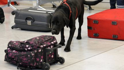 Douane : le chien renifleur, un atout majeur