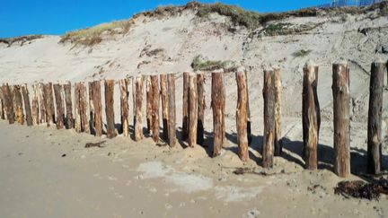 Dans la Manche, des poteaux plantés dans le sable pour lutter contre l’érosion