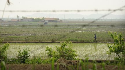 Des Nord-Cor&eacute;ens travaillent dans des rizi&egrave;res, vues depuis la Chine, le 27 mai 2007. (PETER PARKS / AFP)