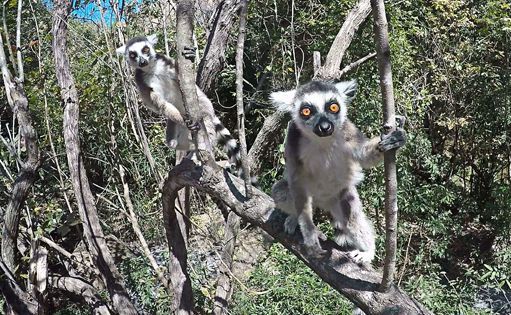 Lémuriens dans une zone protégée près d'Ambalavao (sud-est de Madagascar) (Sara Zaneletti/Shutters/SIPA)