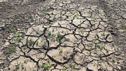 Barrage de la Sep, victime du manque de pluie à Saint-Hilaire-la-Croix (Puy-de-Dôme). (JULIETTE MICHENEAU / RADIO FRANCE)