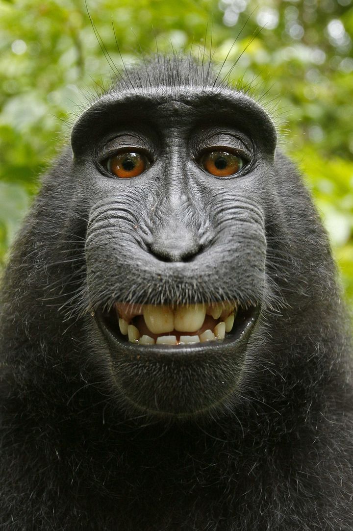 Le fameux autoportrait de singe, que David Slater souhaite voir retirer de Wikipedia. (CATERS NEWS AGENCY/SIPA)