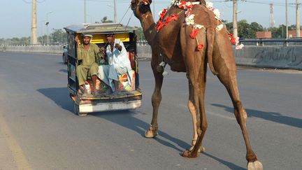 Des Pakistanais tra&icirc;nent un dromadaire apr&egrave;s l'avoir achet&eacute; sur un march&eacute; &agrave; Lahore (Pakistan), le 13 octobre 2013. (ARIF ALI / AFP)