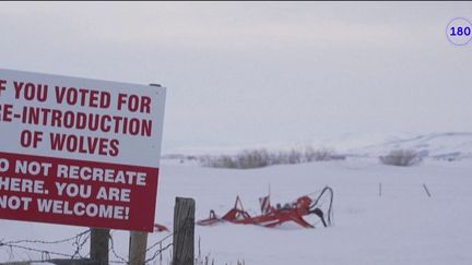 Etats-Unis : le retour des loups dans le Colorado interroge