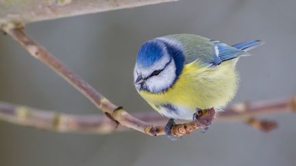 Une mésange bleue. Les campagnes de comptage des oiseaux reprennent. (Illustration) (OLE KAMSTRUP JAKOBSEN / 500PX PLUS / GETTY IMAGES)