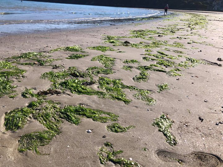 Des algues vertes échouées sur la plage de la Banche à Binic-Etables-sur-Mer, dans la baie de Saint-Brieuc, dans les Côtes d'Armor. (LUC CHEMLA / RADIO FRANCE)