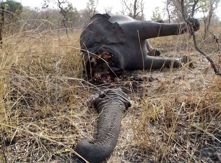 La carcasse d'un &eacute;l&eacute;phant&nbsp;dans le parc national de Boubandjida, dans le nord-est du Cameroun, le 16 f&eacute;vrier 2012. (AP / SIPA / AP)