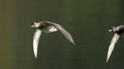 Un premier cas de grippe aviaire sur 20 canards sauvage dans le Pas-de-Calais a été&nbsp;confirmé par le ministère de l'Agriculture. (FRANCOIS GILSON / PHOTONONSTOP)