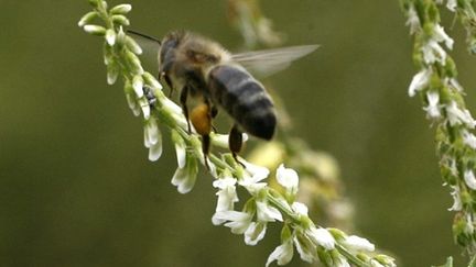 En ville, les abeilles n'ont aucun mal à trouver du pollen et sont moins exposées aux pesticides (AFP - Jean-Pierre MULLER)