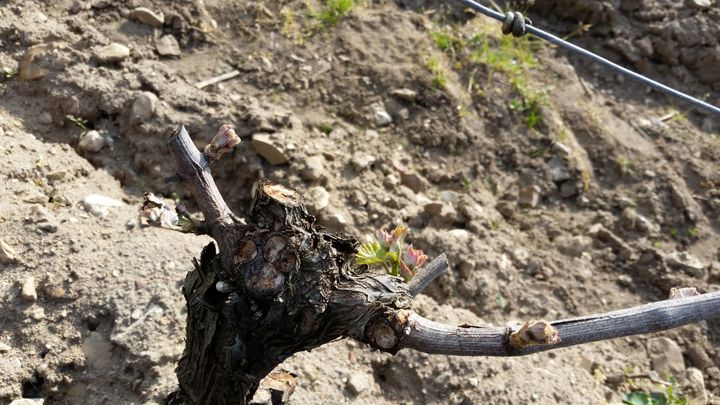 Des coteaux de Pouilly fumé détruits par les gelées de printemps. (THIBAULT LEFEVRE / RADIOFRANCE)